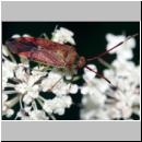 Pantilius tunicatus - Weichwanze 10mm 01a.jpg